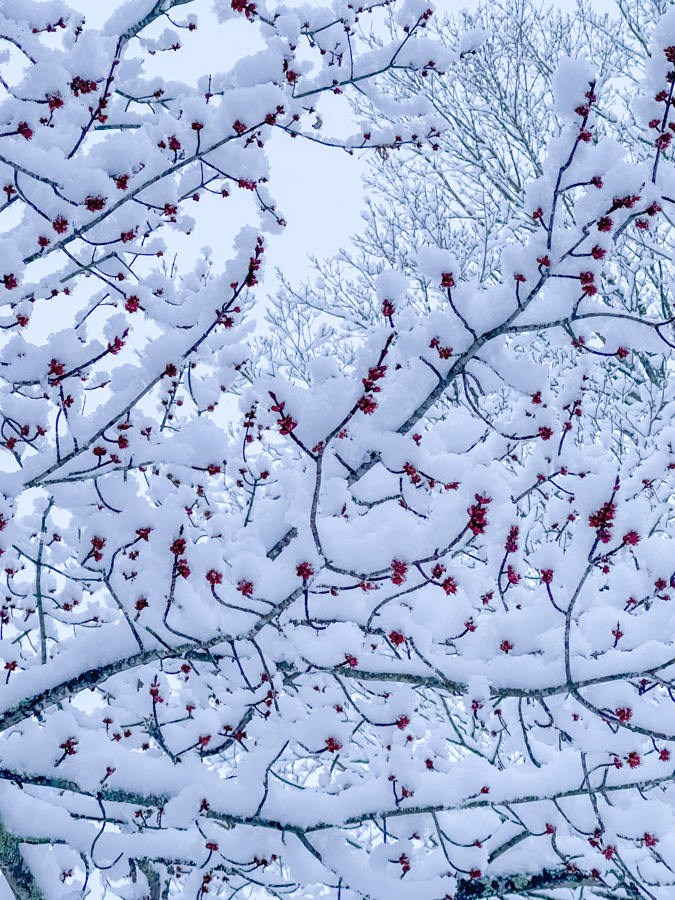 maple buds